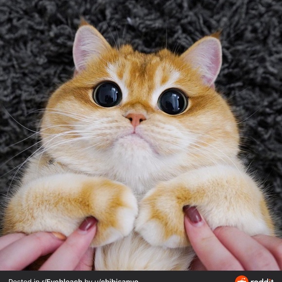 Meet your Posher, Mike - Picture 1 of 1